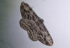 Anavitrinella pampinaria