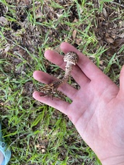 Strobilomyces strobilaceus