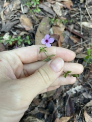 Tetratheca thymifolia