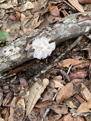 Tremella fuciformis