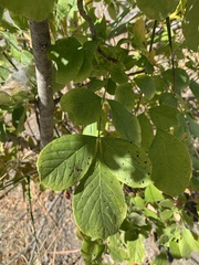 Fraxinus latifolia
