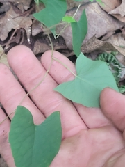 Fallopia cilinodis