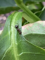 Formica pallidefulva