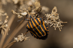 Graphosoma italicum