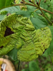 Acalitus brevitarsus