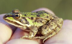 Pelophylax lessonae