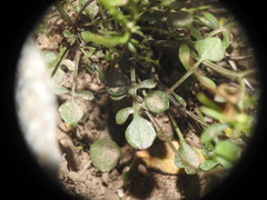 Cardamine resedifolia