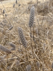 Trifolium angustifolium