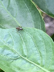 Formica pallidefulva