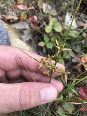 Cyperus dentatus