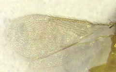 Aphytis