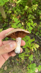 Agaricineae
