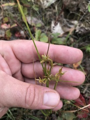 Cyperus dentatus