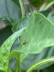 Formica pallidefulva