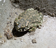 Bufotes viridis viridis