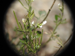 Cardamine resedifolia