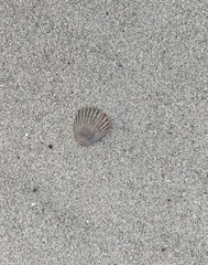 Argopecten irradians