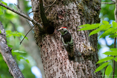 Dendrocoptes medius
