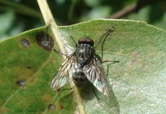 Helina evecta