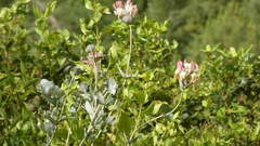 Lonicera implexa