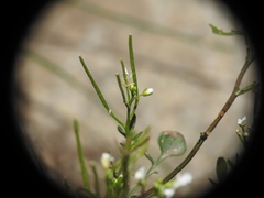 Cardamine resedifolia