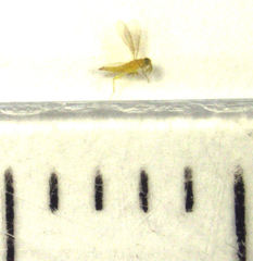 Aphytis