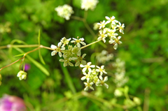 Anthriscus tenerrima