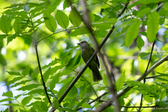 Sylvia atricapilla