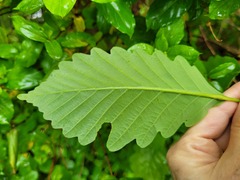 Quercus montana