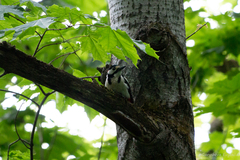 Dendrocopos major