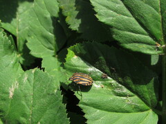 Graphosoma italicum italicum