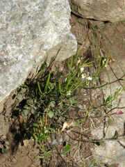 Cardamine resedifolia