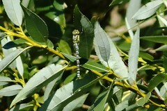 Aeshna cyanea