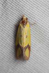 Agapeta zoegana