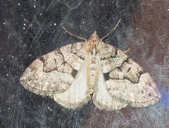 Thera contractata