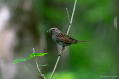Prunella modularis