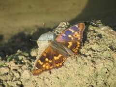 Apatura ilia
