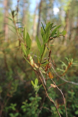Chamaedaphne calyculata