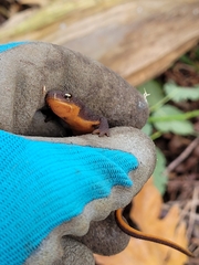 Taricha granulosa