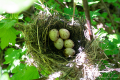 Sylvia atricapilla