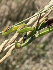 Mantis religiosa