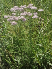 Achillea asiatica