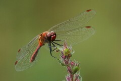 Sympetrum sanguineum