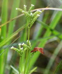 Mitreola