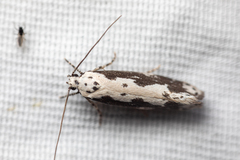 Ethmia