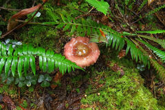 Russula fragilis