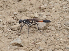 Ammophila procera