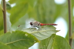 Sympetrum sanguineum