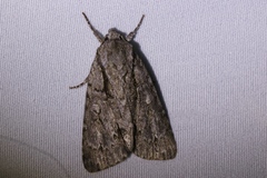 Acronicta hasta