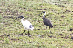 Threskiornis molucca
